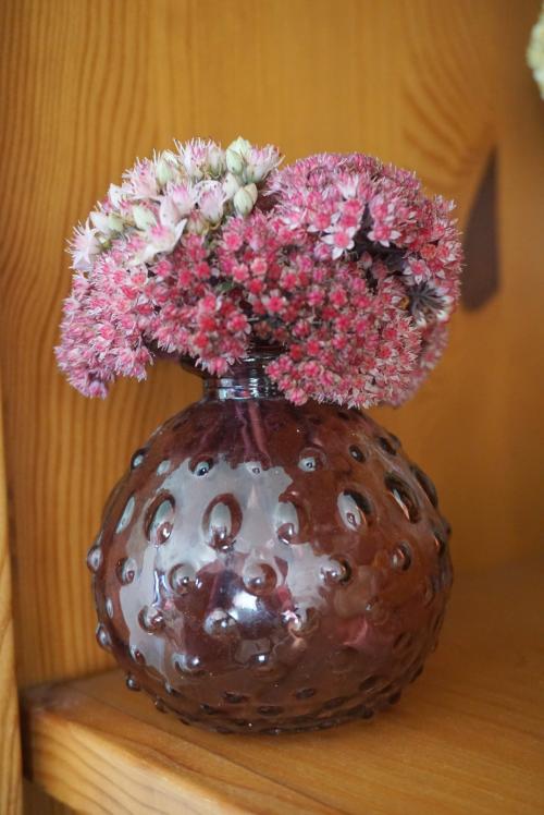 bouture de sedum
