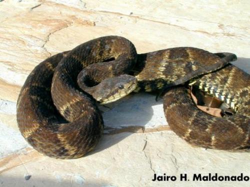 Les serpents les plus dangereux du monde