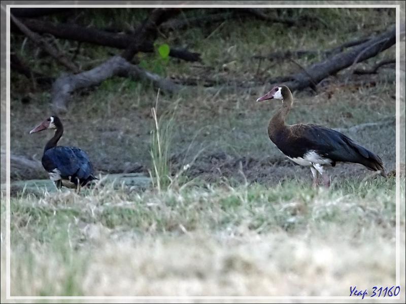 Oie-armée de Gambie, Spur-winged Goose (Plectropterus gambensis) - Fleuve Zambèze - Zimbabwe