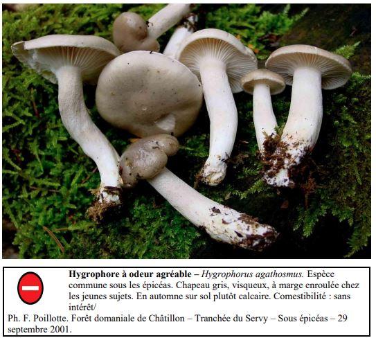 Quelques  Hygrophores remarquables du Châtillonnais