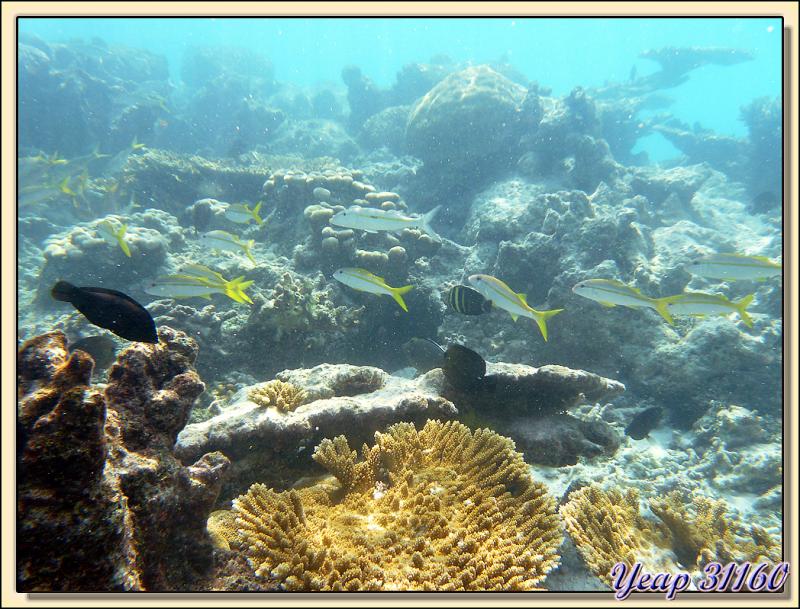 Le lagon vu du dessous - Atoll de Fakarava - Tuamotu - Polynésie française