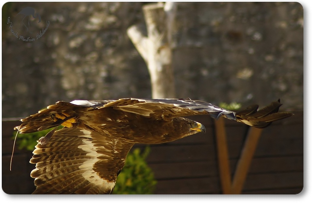 Aigle royal (?) - Décomposé d'une envolée...