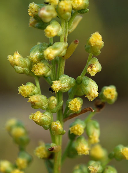 Vertus médicinales des plantes sauvages : Sémentine