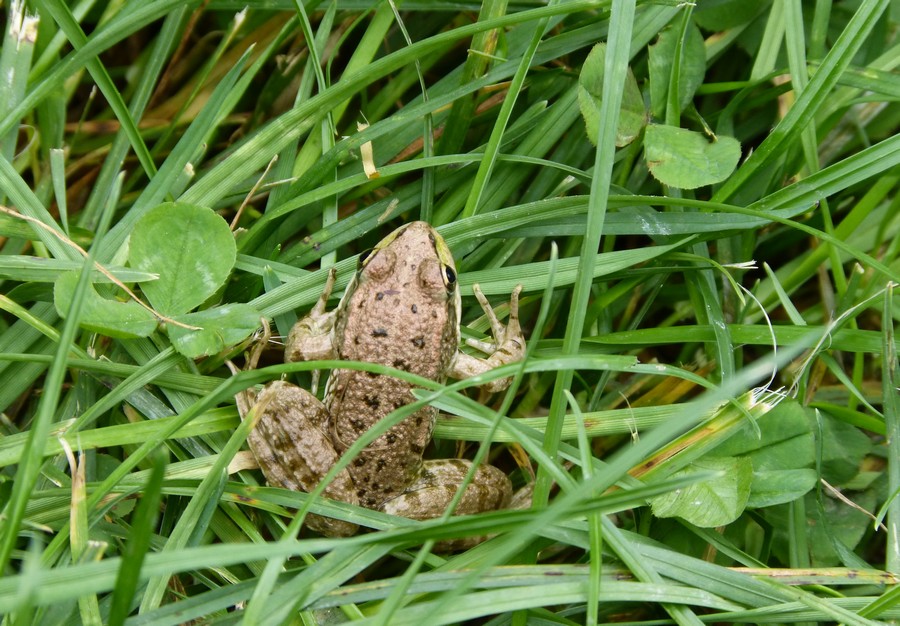 Hier les canards, aujourd'hui ...