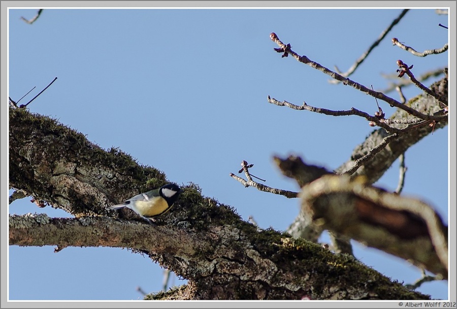 Images "volatiles"