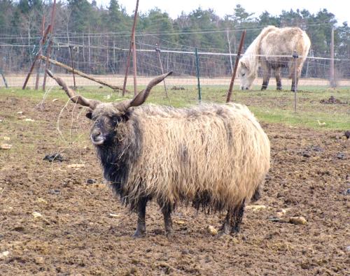 Animaux Châtillonnais