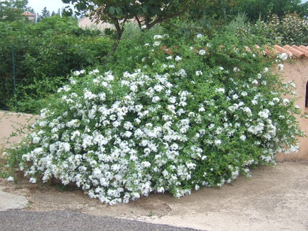 Fleurs cultivées : Plumbago