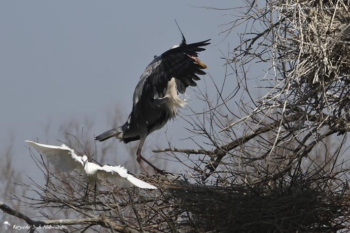 Héron cendré et Aigrette garzette - "Pousse toi de là que je m'y mette !"