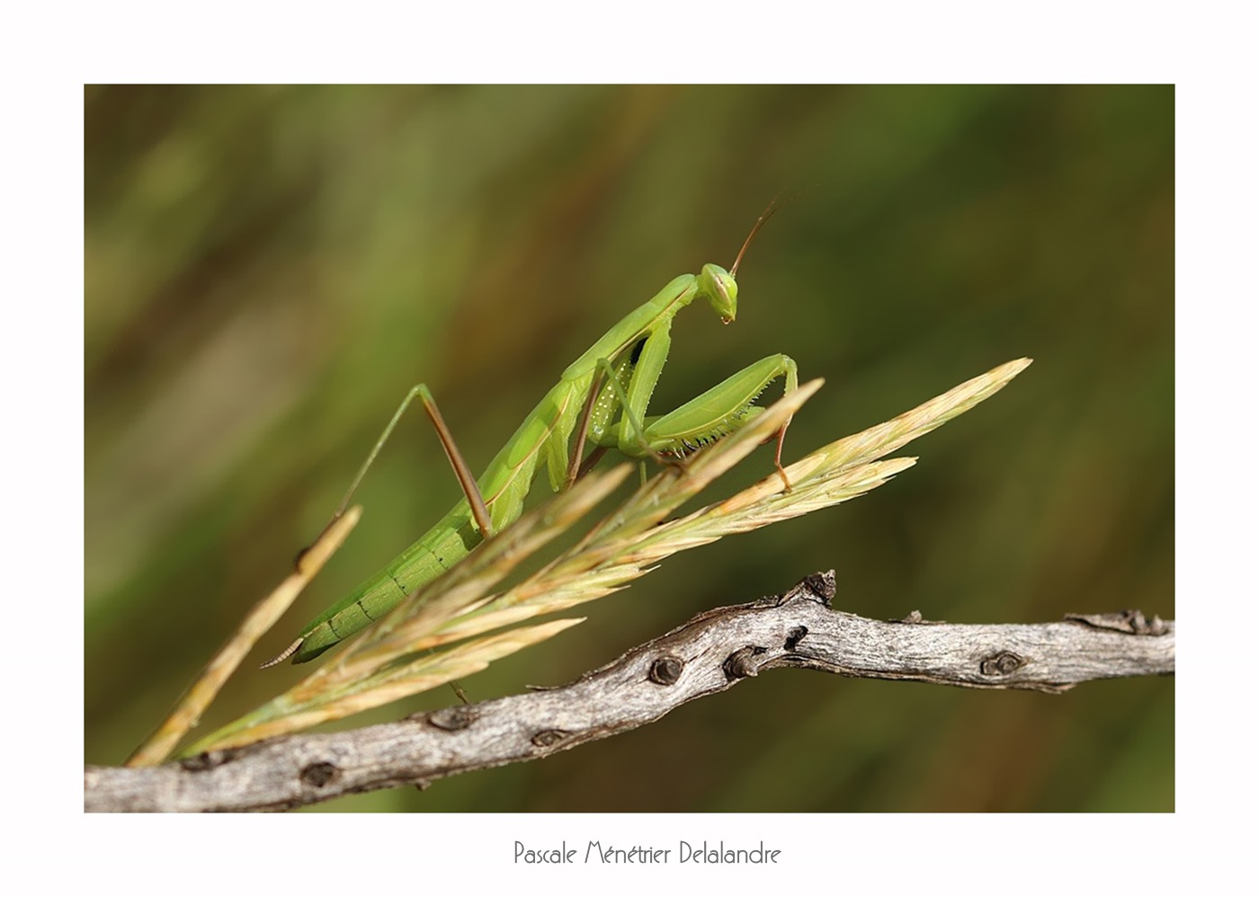 Mante religieuse forme verte immature - Mantis religiosa