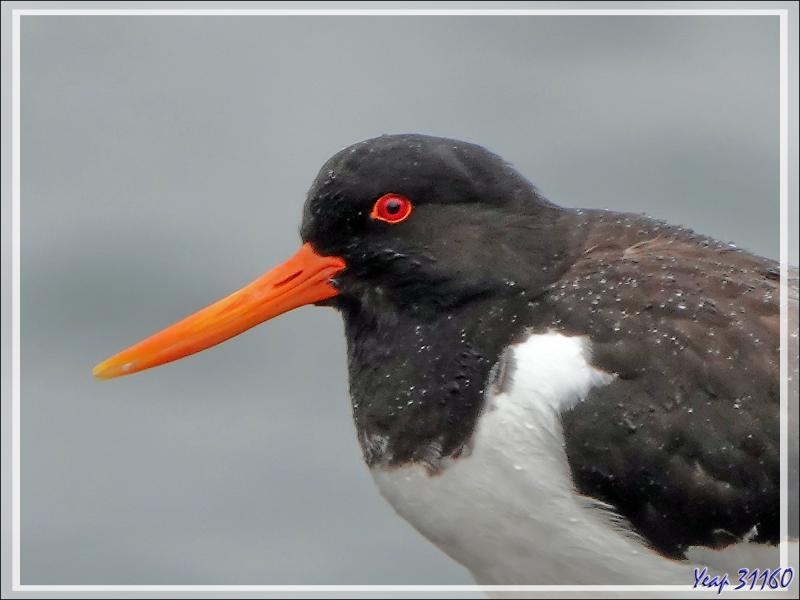 08/06/2023 : la découverte du fjord Hvalfjordur se poursuit sous une pluie battante, paysage quasi inexistant car nous baignons dans la brume - Islande
