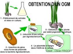 Génétique - Manipulateurs du vivant