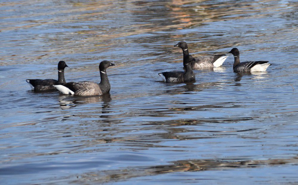 Oies bernaches près de la jetée d'Arès - février 2024...