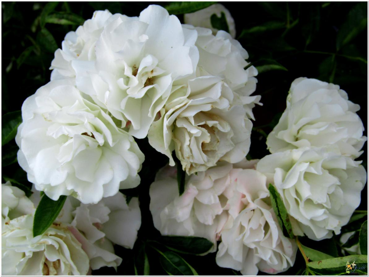 2024  LES ROSES DU JARDIN 