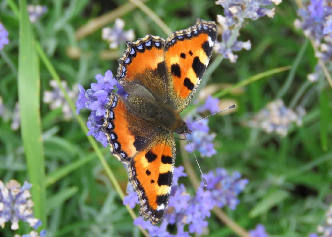 un papillon ...