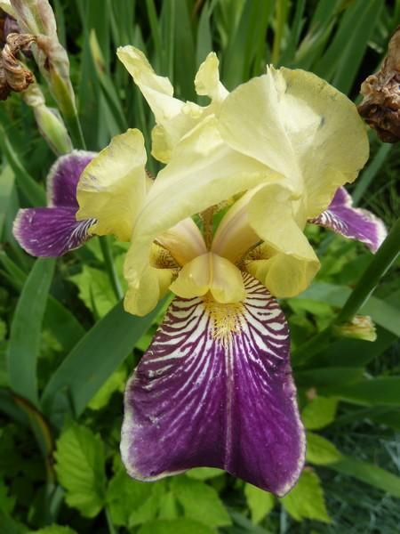 iris