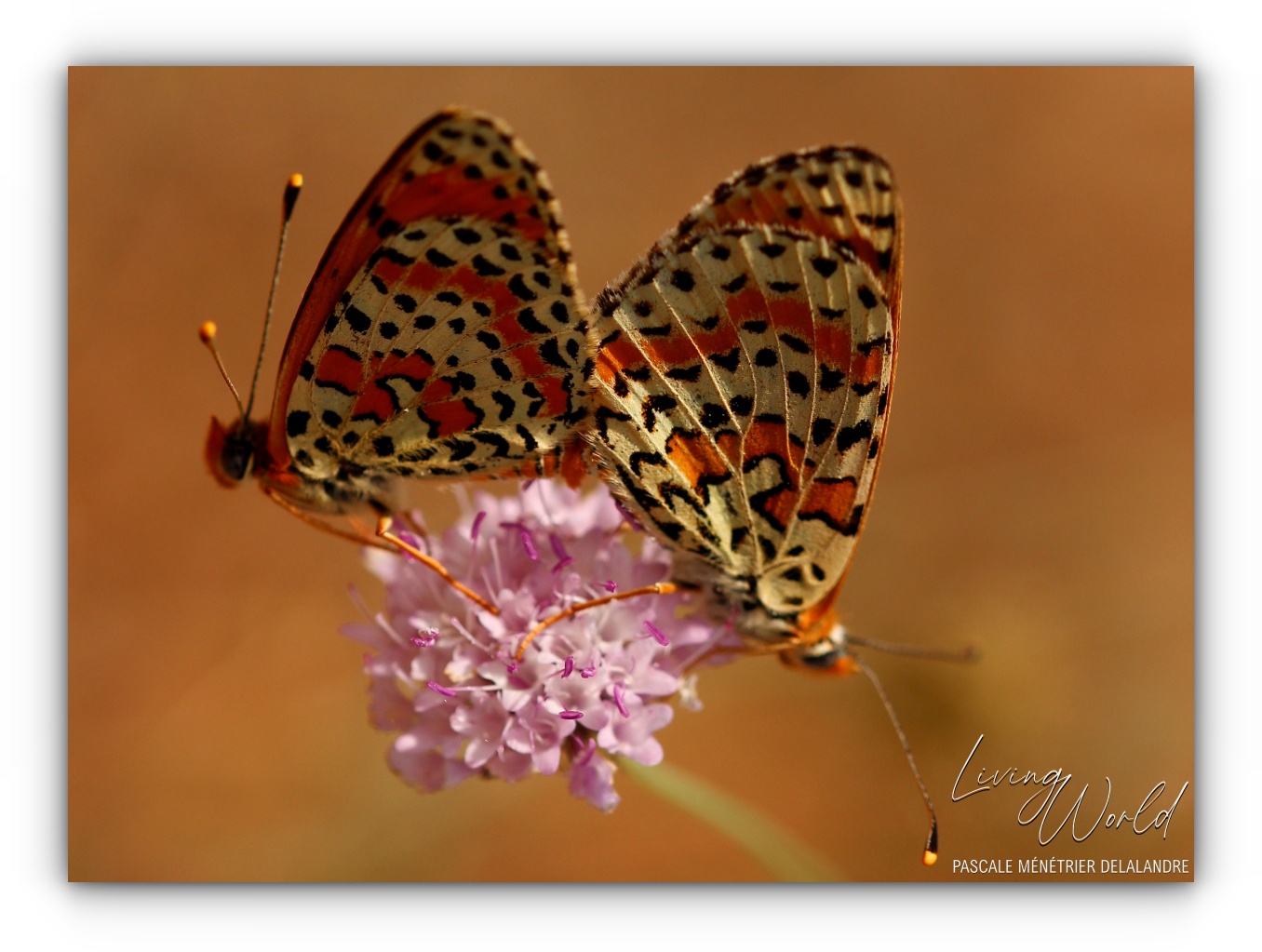 Famille des Nymphalidae  (1/2)