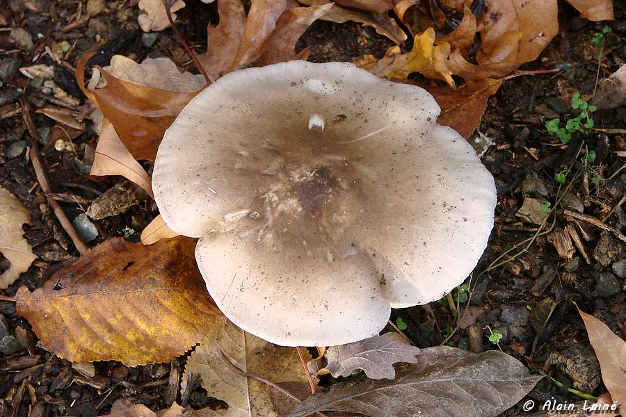 Dernières vues d'automne 