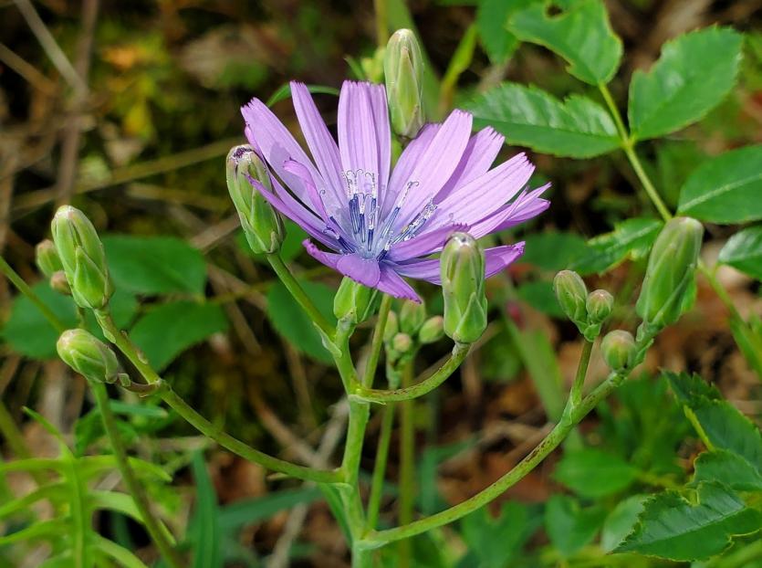 Le Fierloz : les fleurs