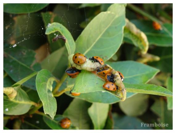 Invasion des coccinelles à Pornic 