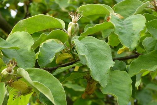 Arbre fruitier : Cognassier