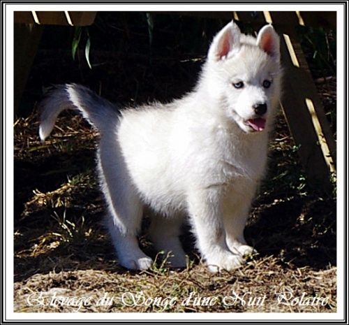 Chiot Husky Femelle 4 (52j)