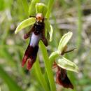 Index illustré orchidées