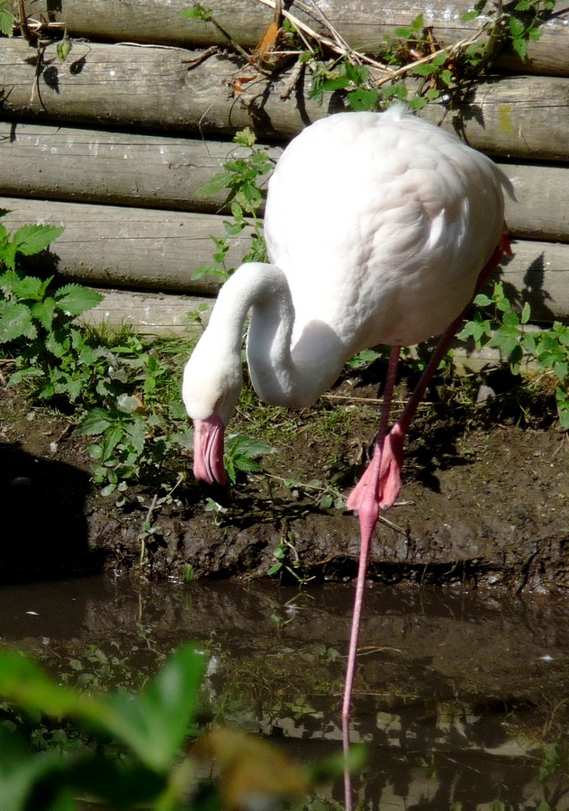 Le Zanimaux du Zoo d'Amiens 