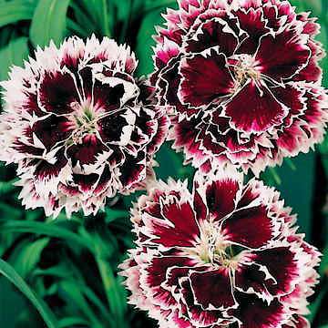 Fleurs cultivées : Dianthus