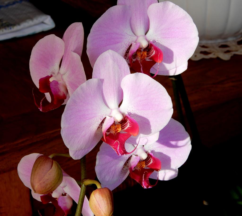 Quelques fleurs de la maison !