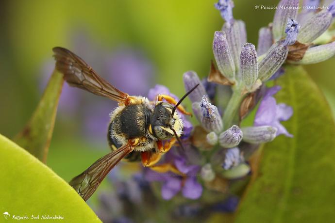Anthidium ♀ (Megachilidae) 