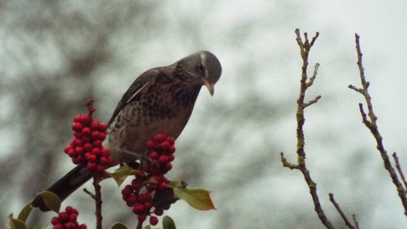 Oiseaux 