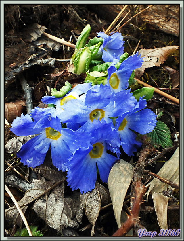 Blog de images-du-pays-des-ours : Images du Pays des Ours (et d'ailleurs ...), Primevère gracilipès (Primula gracilipes) - Col de Péléla (Pelela Pass) - Bhoutan