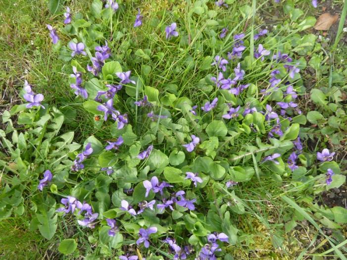 Secrets de violettes...