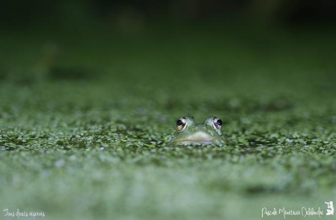 Grenouilles Pelophylax sp.
