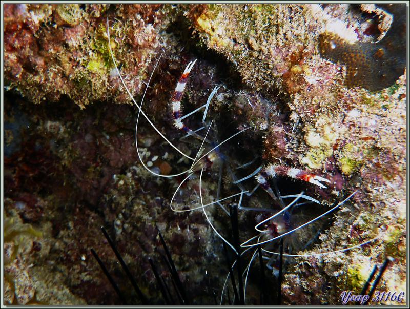 Grande crevette nettoyeuse (Stenopus hispidus) - Anse Marie-Louise - Mahé - Seychelles
