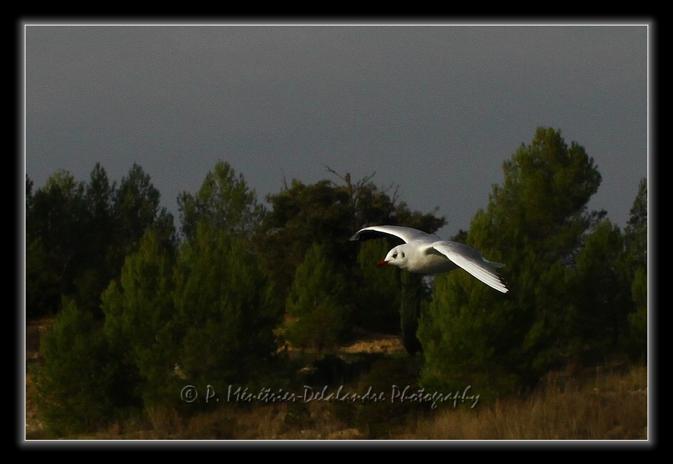 Suivi d'une Mouette rieuse...