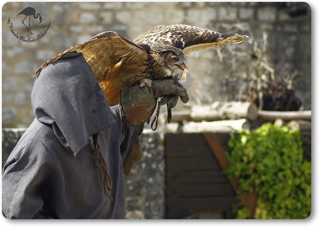 Hibou Grand Duc...