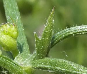 Vicia villosa subsp. varia  -  vesce bigarée