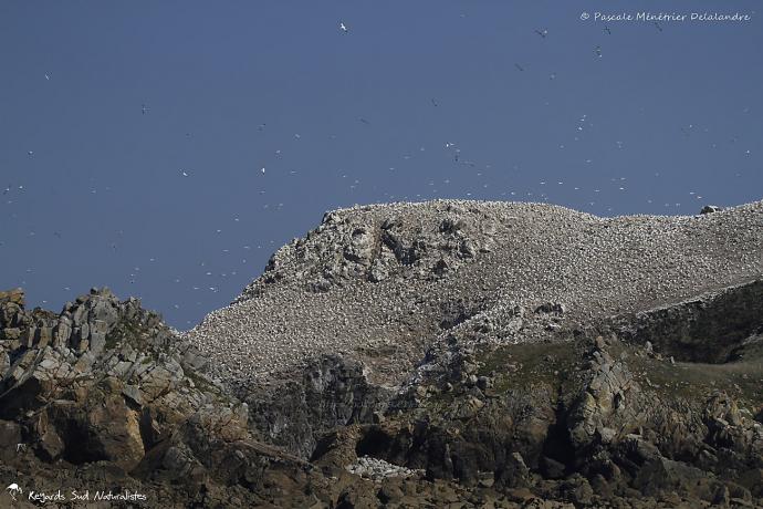 L'île aux Fous