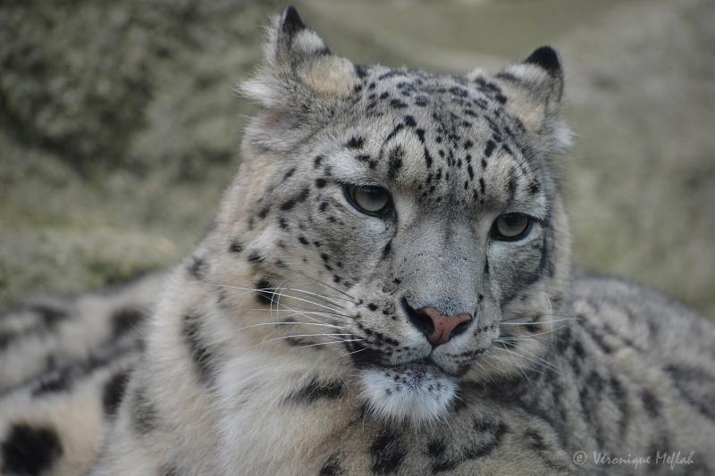 La Ménagerie, le zoo du jardin des Plantes : Panthère des neiges
