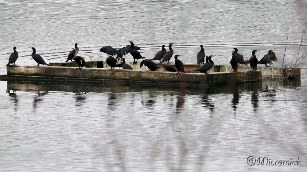 Super-zoom du Nikon P 1000 au bord des étangs