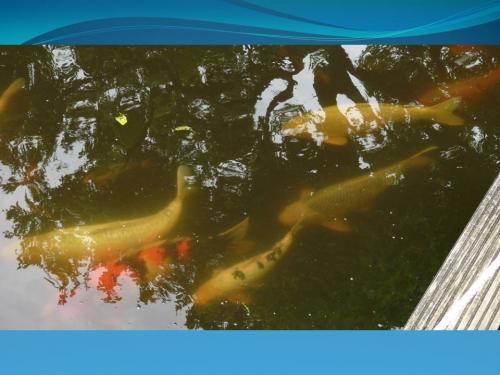 Maulévier,le parc oriental (3)