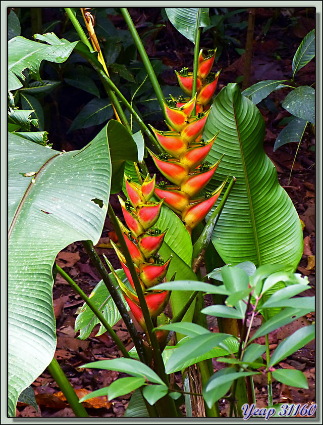 Blog de images-du-pays-des-ours : Images du Pays des Ours (et d'ailleurs ...), Héliconia (ou Balisier) - Puerto Viejo de Sarapiqui - Costa Rica