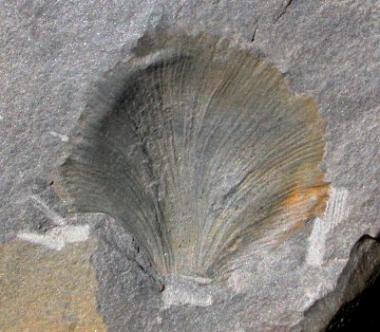 Cyclopteris