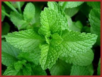 Plantes Energies.