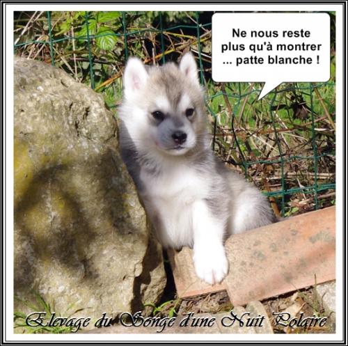 Portée de Lakmé (30 octobre 2018)