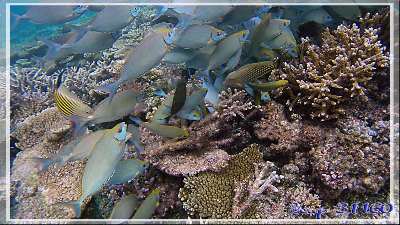 Banc de Poissons lapins argentés ou picots gris ou sigans vermiculés (Siganus argenteus) avec Chirurgiens clowns - Athuruga - Atoll d'Ari - Maldives