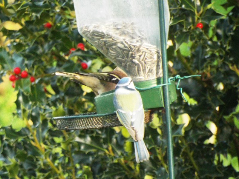 Les visiteurs au jardin ...