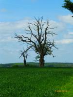 Photos walkern