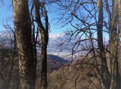 L'herbier de Marie Antoinette